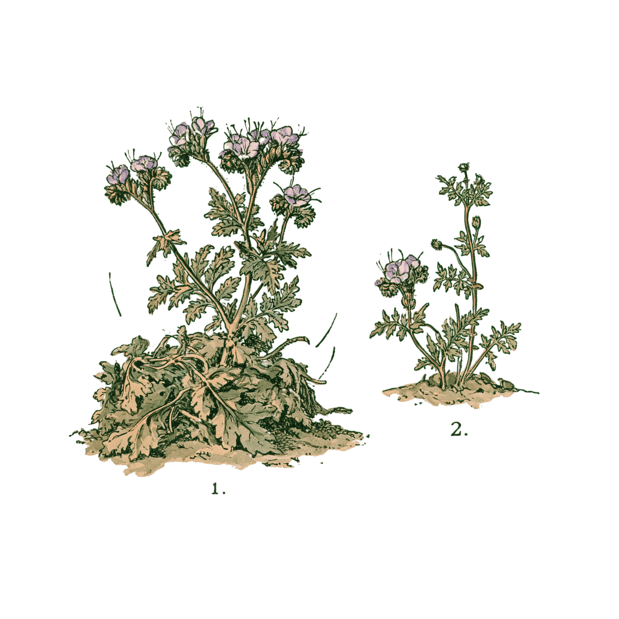 abricot2842_vintage_botanical_instructional_plate_from_an_ant_f18bc8fc-0cb6-47ca-bd40-fc4d9ea0a3ea_0-Photoroom.png