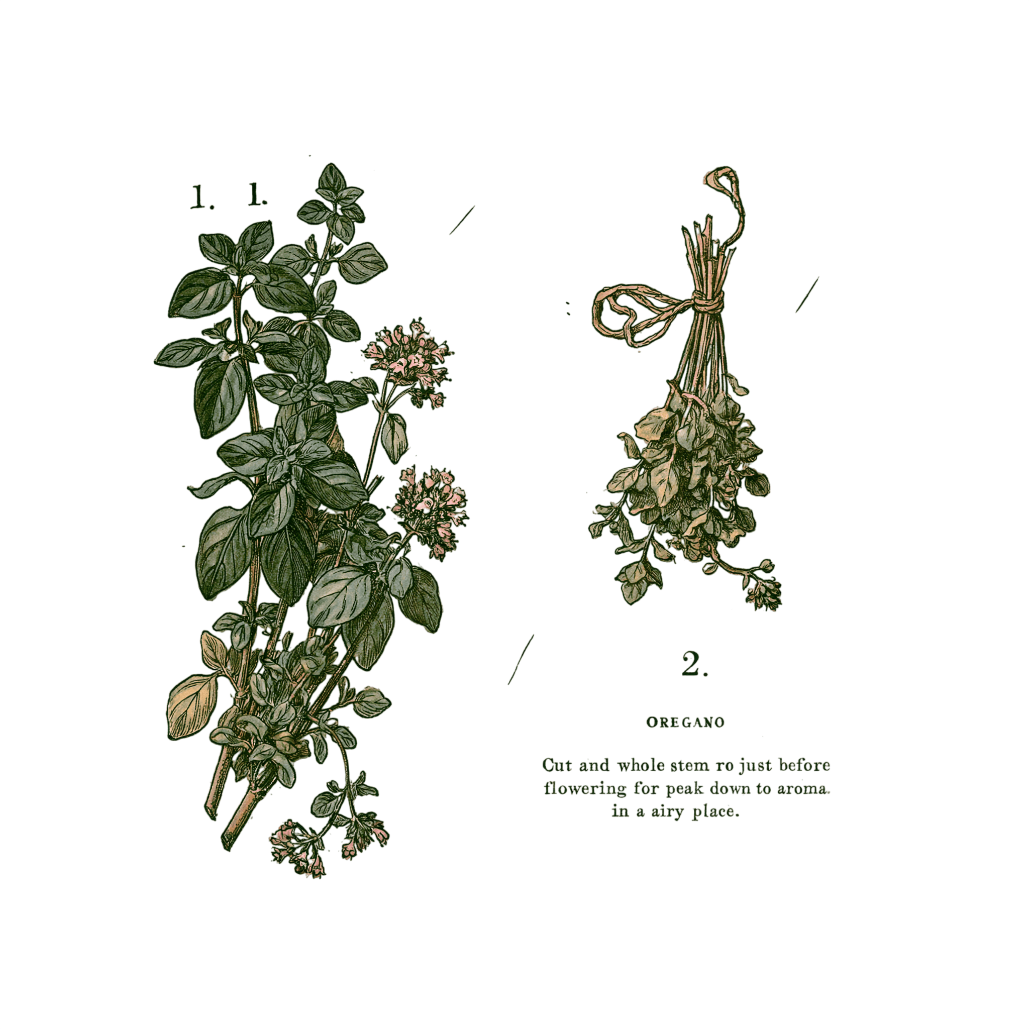 abricot2842_vintage_botanical_instructional_plate_from_an_ant_f27ff26b-3711-472d-a5e7-8995bca6b459_0-Photoroom.png