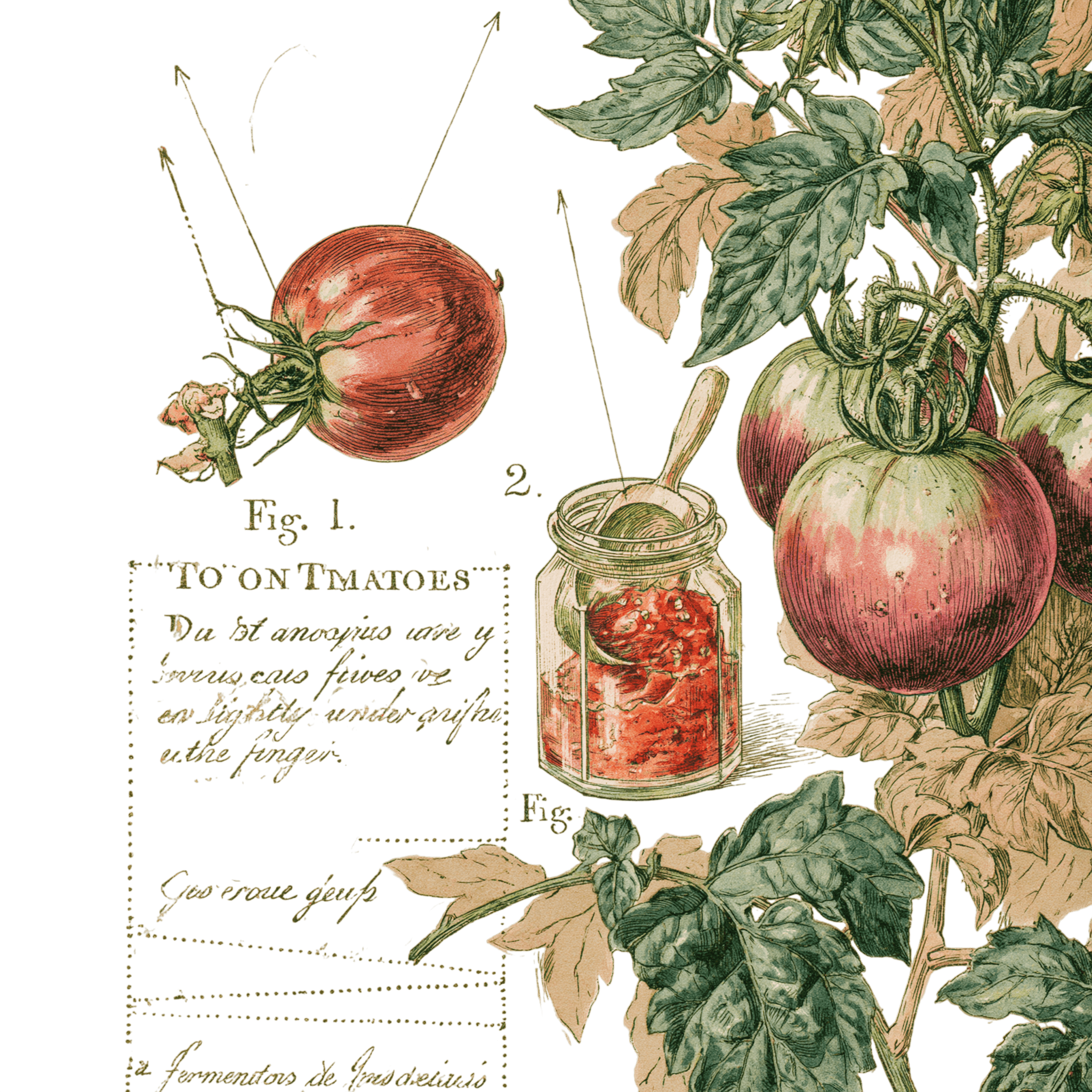 abricot2842_vintage_botanical_instructional_plate_from_an_ant_f4ee67d3-c244-4e48-85ed-6eb21027b66a_3-Photoroom.png